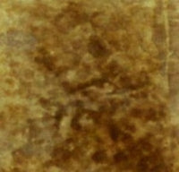 Buckskin