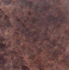 Aqua Stain UV Sequoia colored
